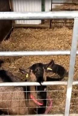 Farm goat 2
